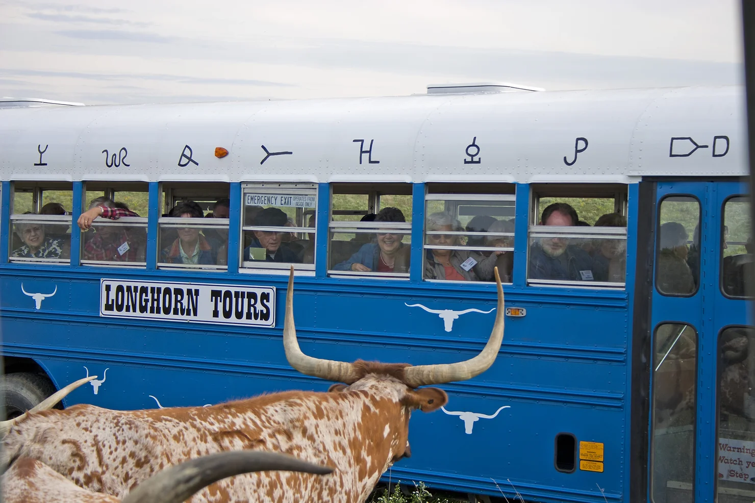 A bus tour enjoys the sights of the longhorn cattle at Dicksons Cattle