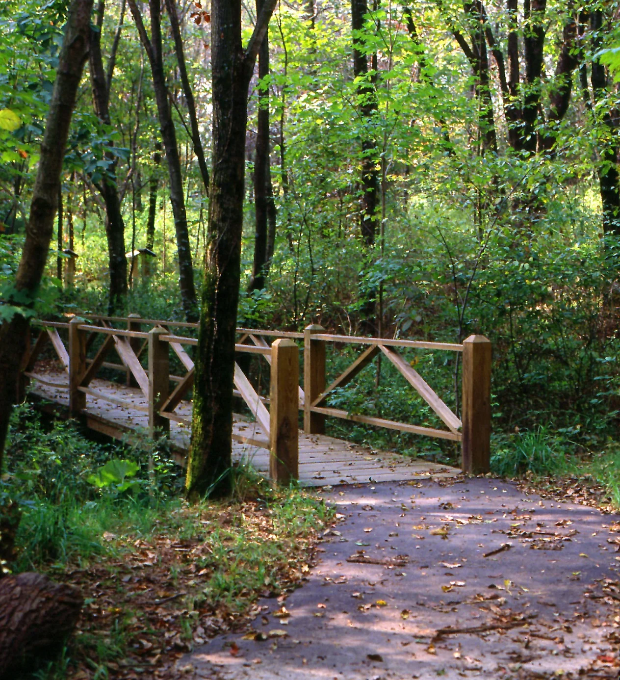 A hidden bridge in Belmont County along a walking trail