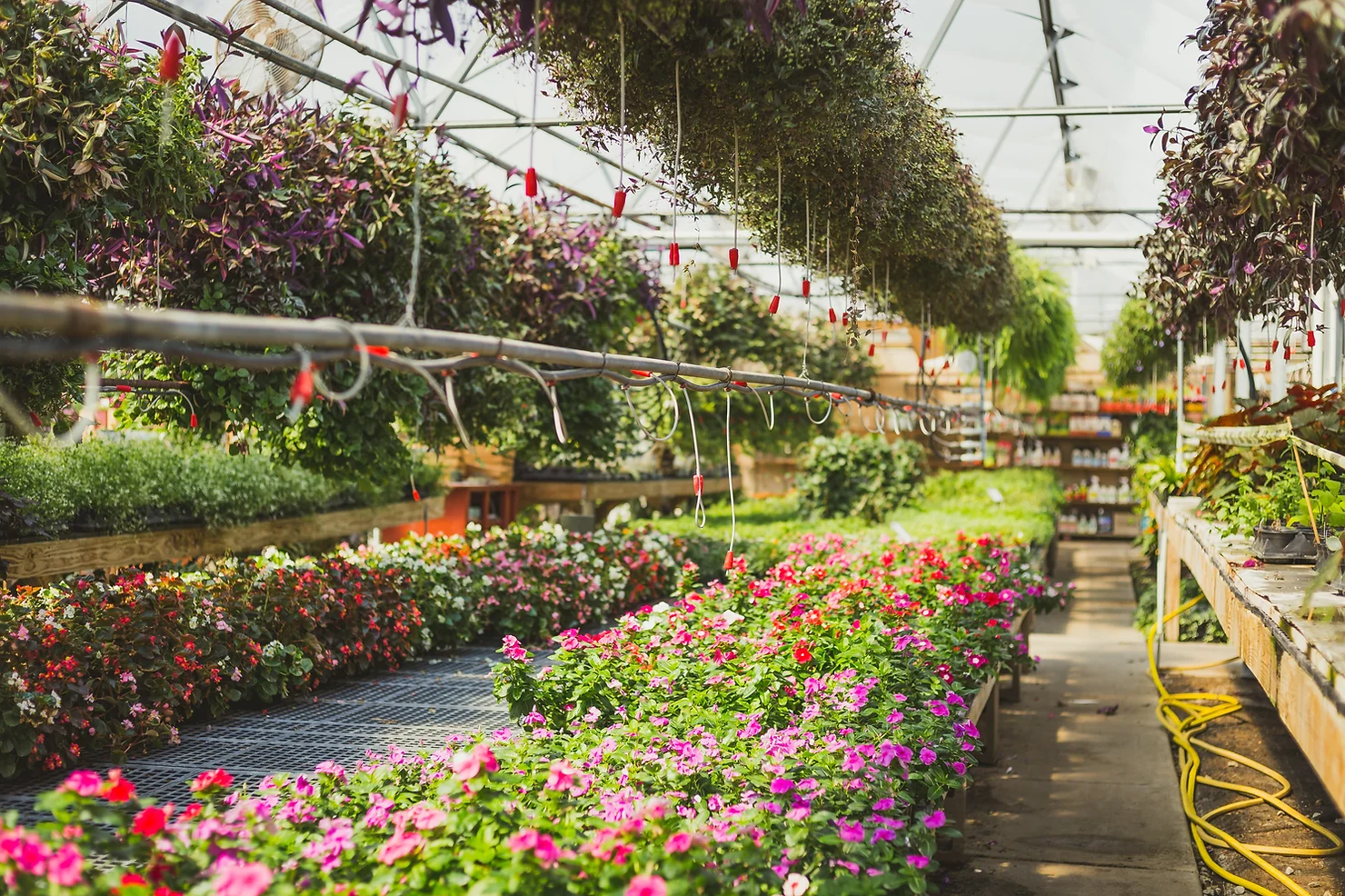 The beautiful flowers and plants inside of the Belmont County greenhouse and nursery