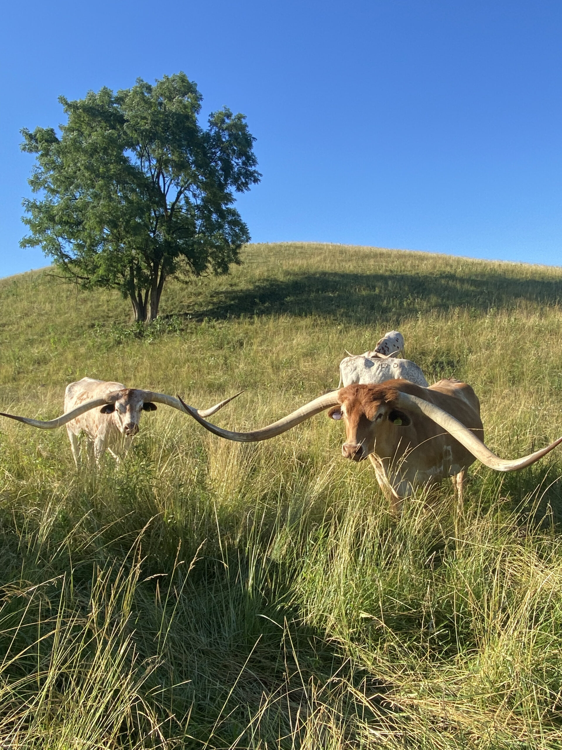 Dickinson Cattle Longhorn Tours