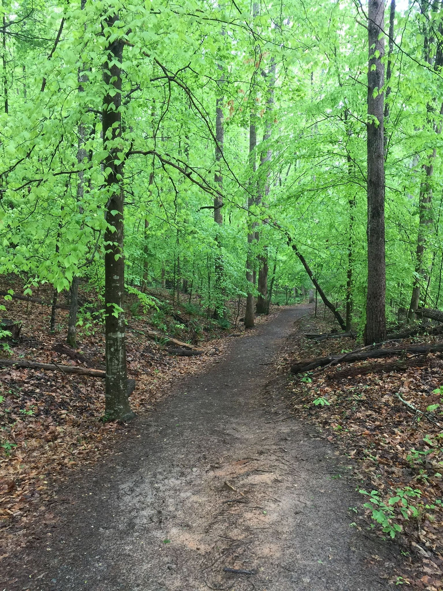The beautiful hiking trail at Piedmont Lake is part of the Buckeye Trail.