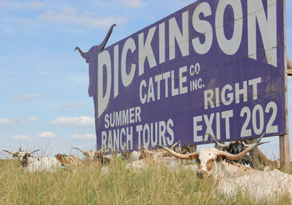 Longhorn cattle rest in the sunshine at Dickinson Cattle Co.
