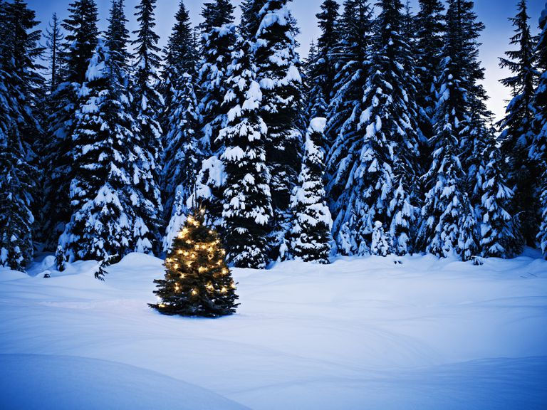 Christmas Trees covered in snow